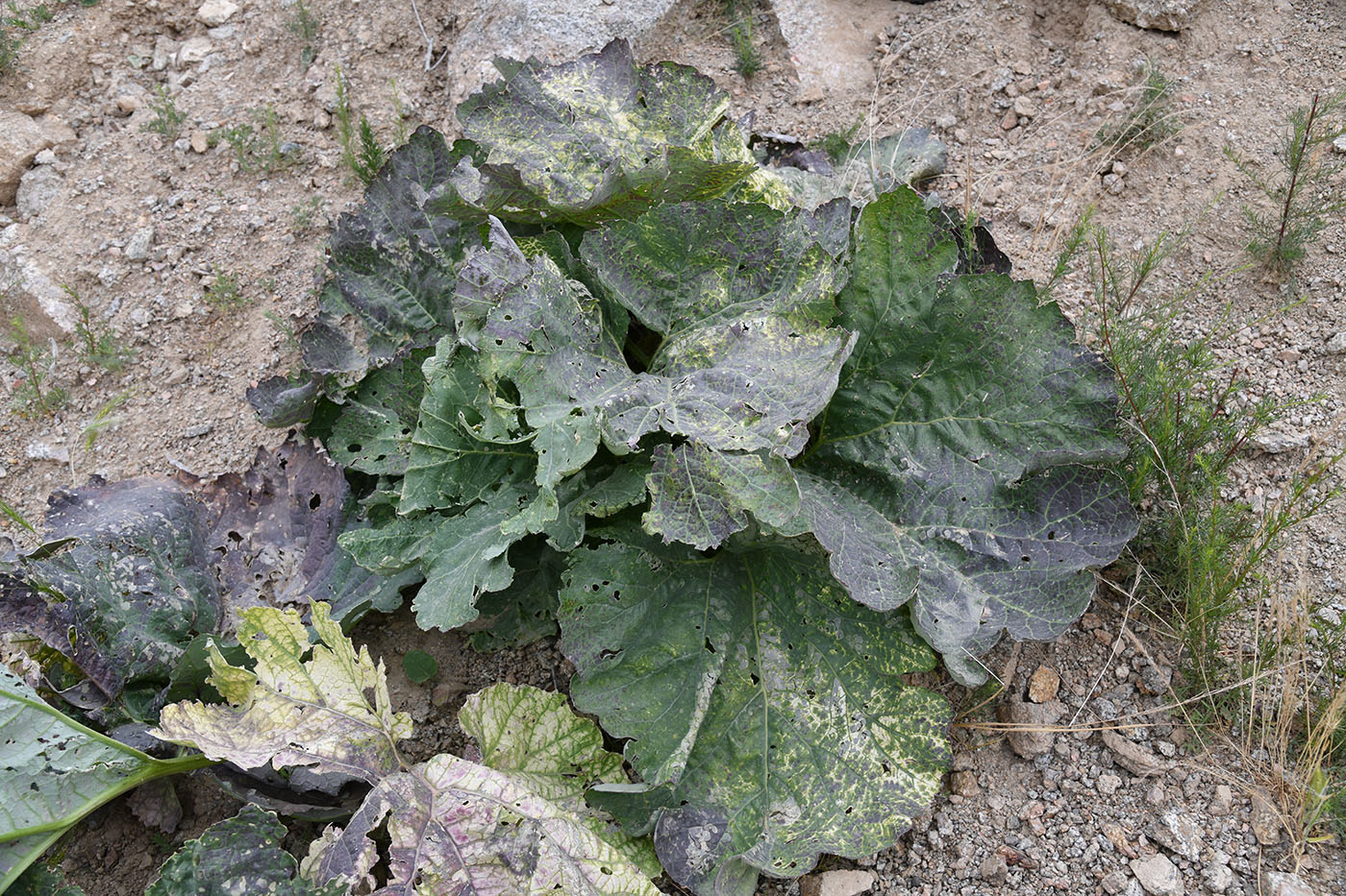 Image of Crambe kotschyana specimen.