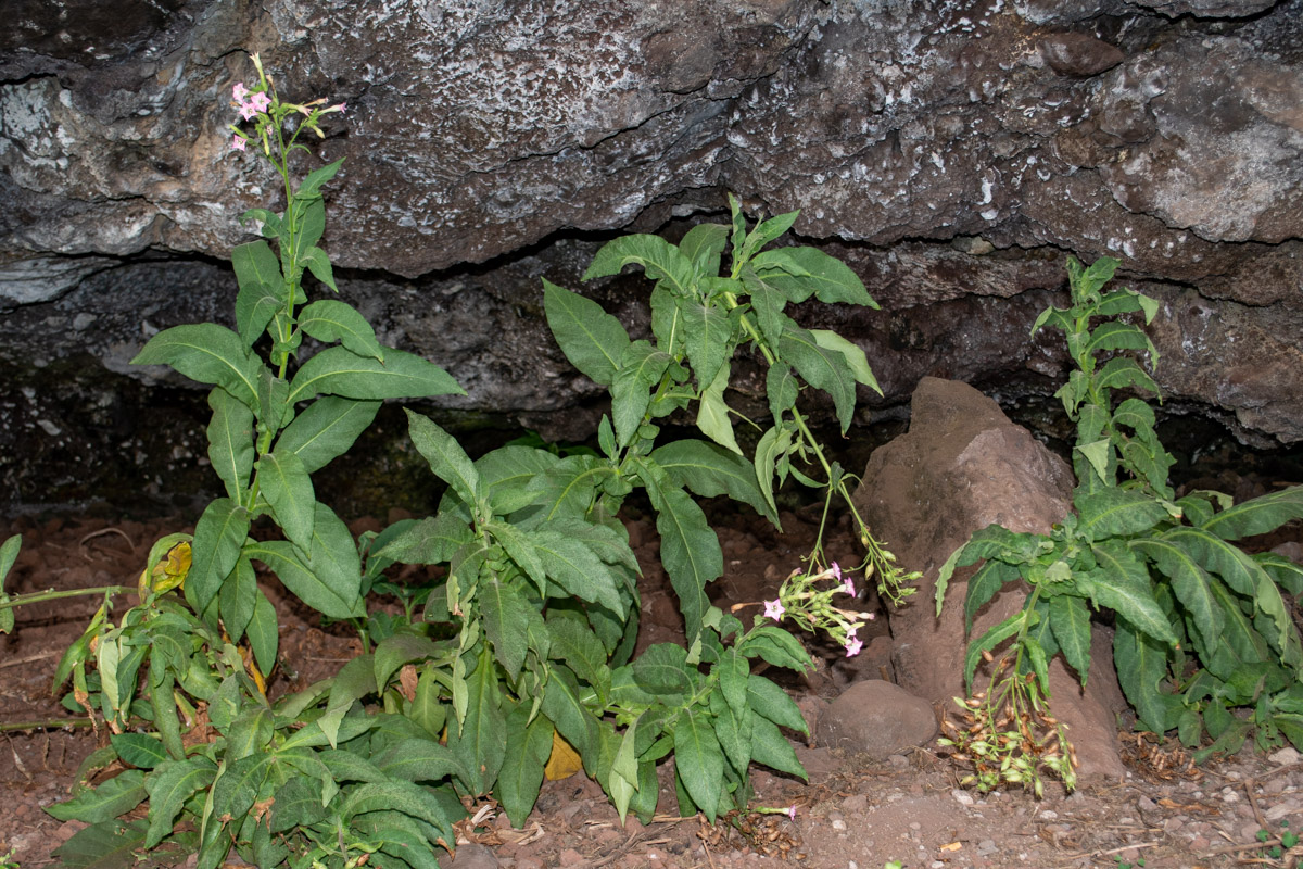 Image of Nicotiana tabacum specimen.