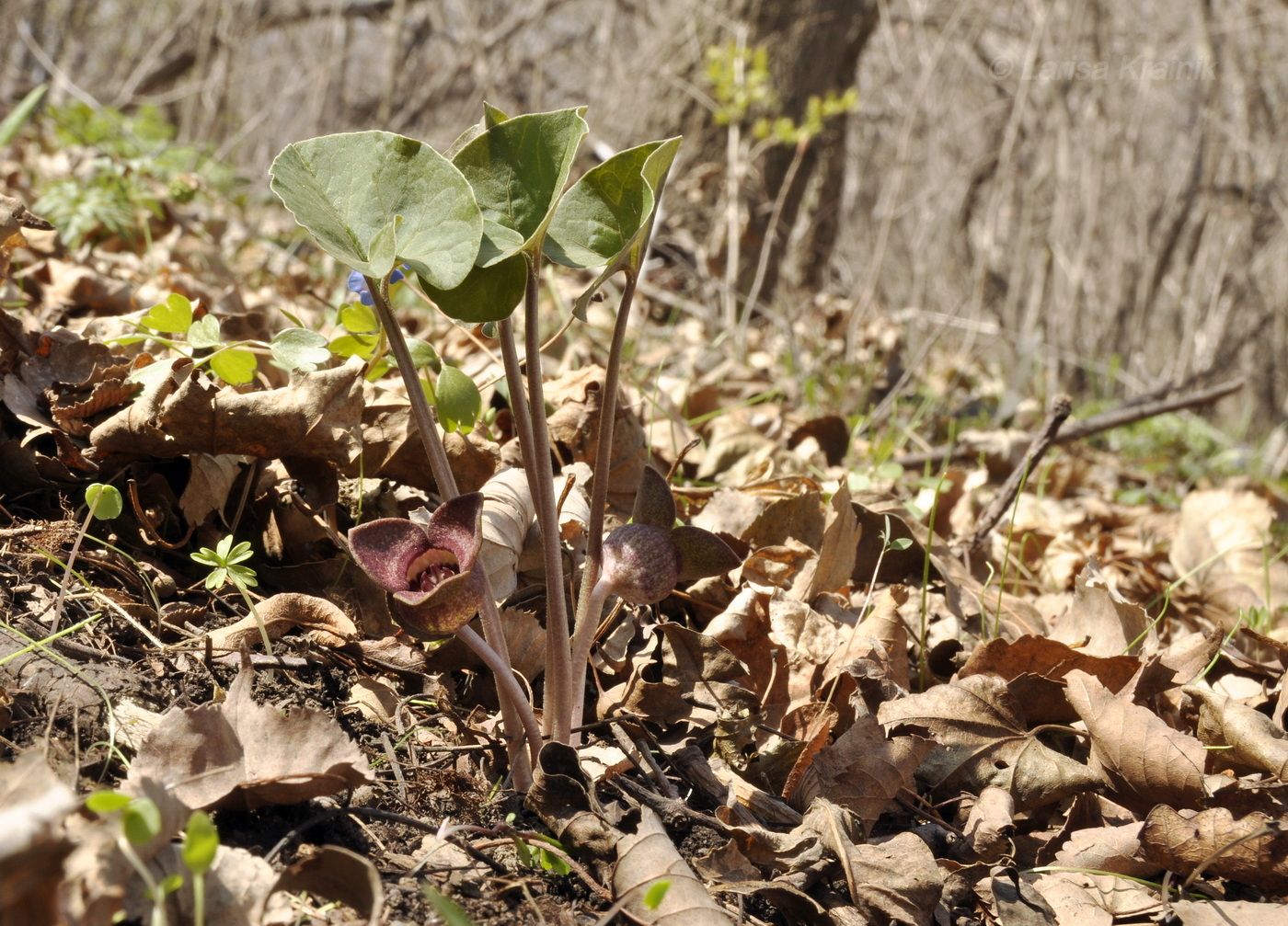 Изображение особи Asarum sieboldii.