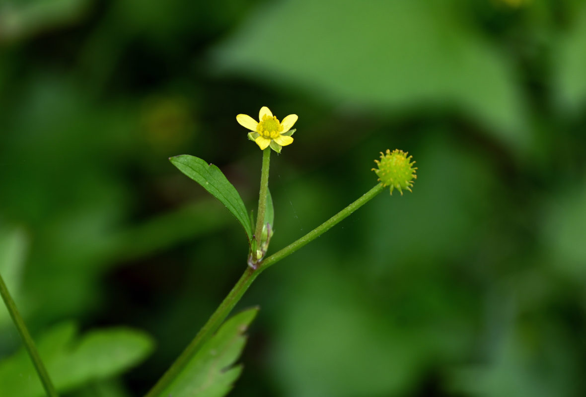 Изображение особи Ranunculus quelpaertensis.