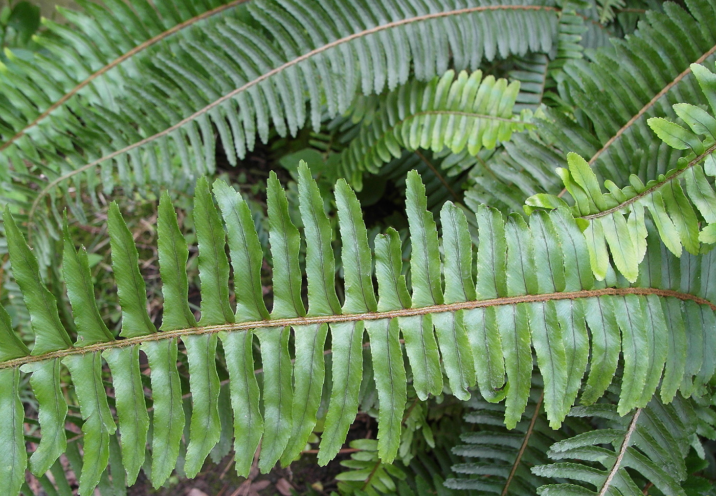 Изображение особи род Nephrolepis.