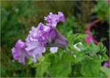 Petunia × atkinsiana. Цветок (махровая форма). Московская обл., Раменский р-н, окр. дер. Хрипань, садовый участок. 18.07.2023.