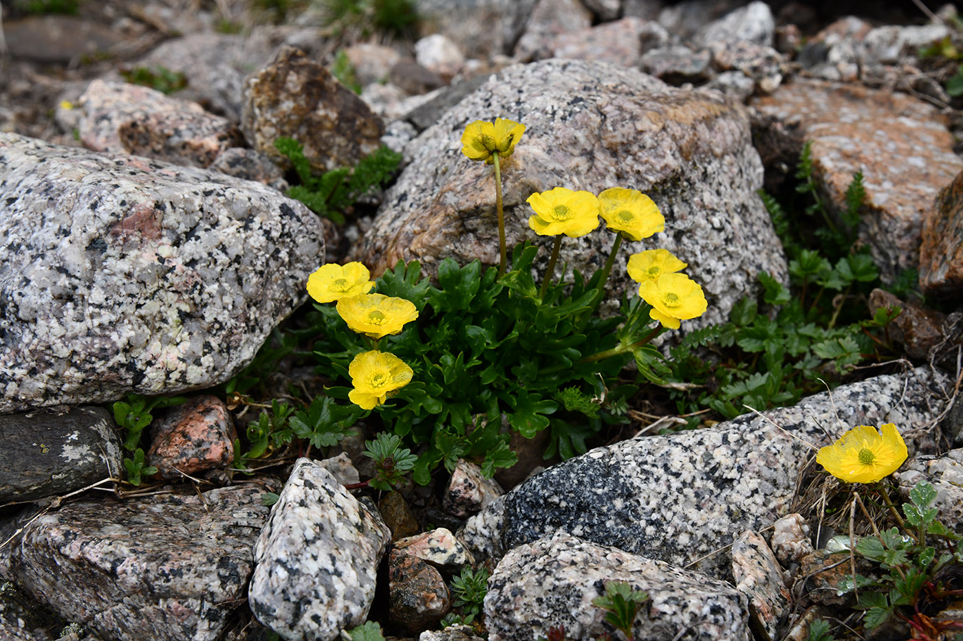 Image of Ranunculus transiliensis specimen.