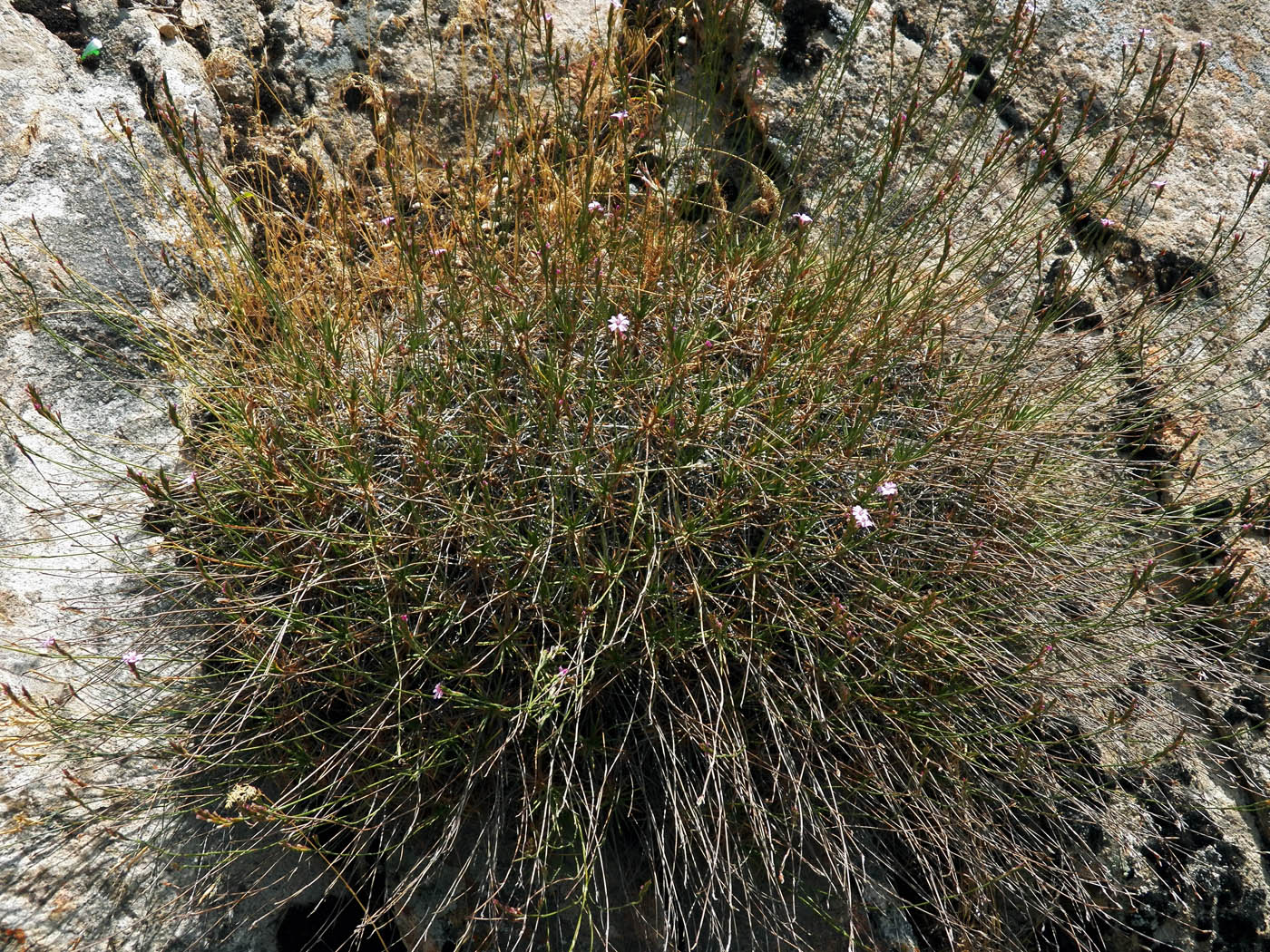 Image of Acantholimon majewianum specimen.