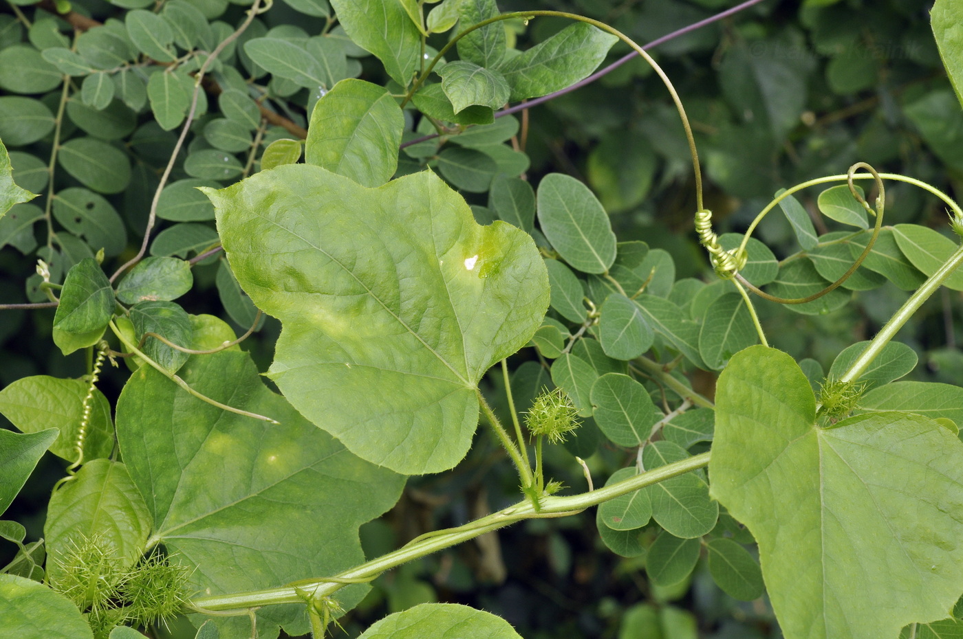 Image of Passiflora foetida specimen.