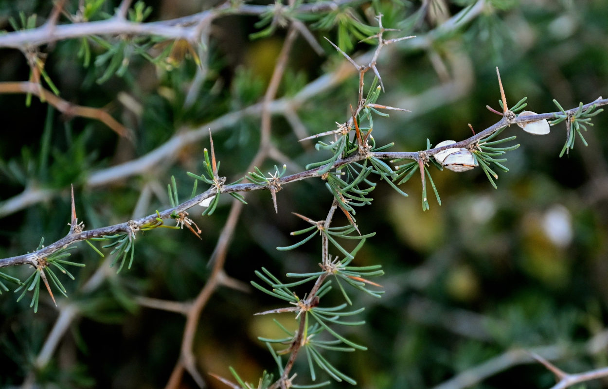 Изображение особи Asparagus albus.