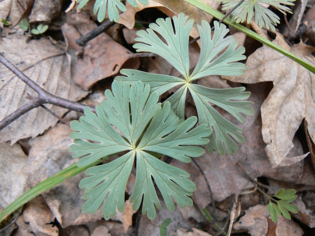 Изображение особи Eranthis stellata.