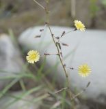 Lactuca serriola