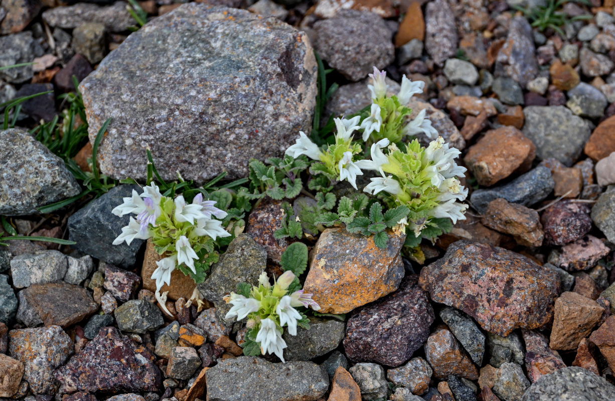 Image of Dracocephalum heterophyllum specimen.