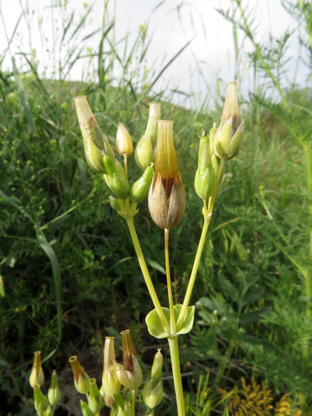 Изображение особи Cerastium perfoliatum.