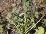 Malva neglecta