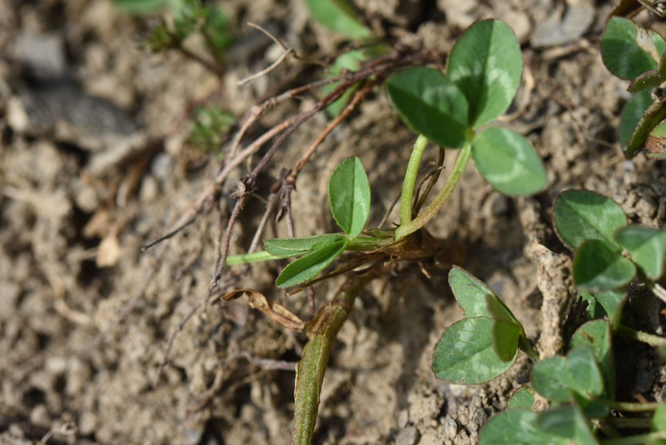 Изображение особи Trifolium raddeanum.