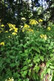 Hieracium lanceolatum. Цветущее растение. Санкт-Петербург, Пушкинский р-н, г. Павловск, Павловский парк, одна особь из большого количества растений, произрастающих на склоне у дороги. 03.07.2023.