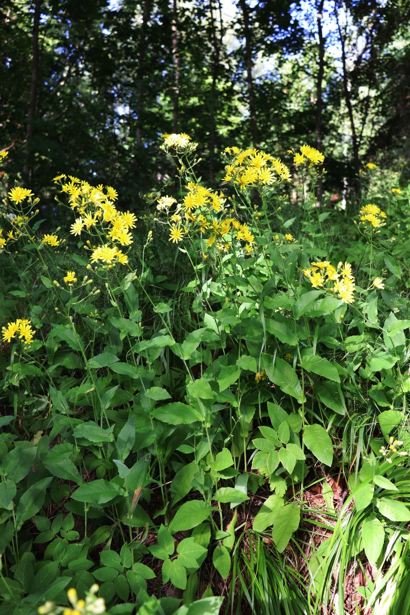 Изображение особи Hieracium lanceolatum.