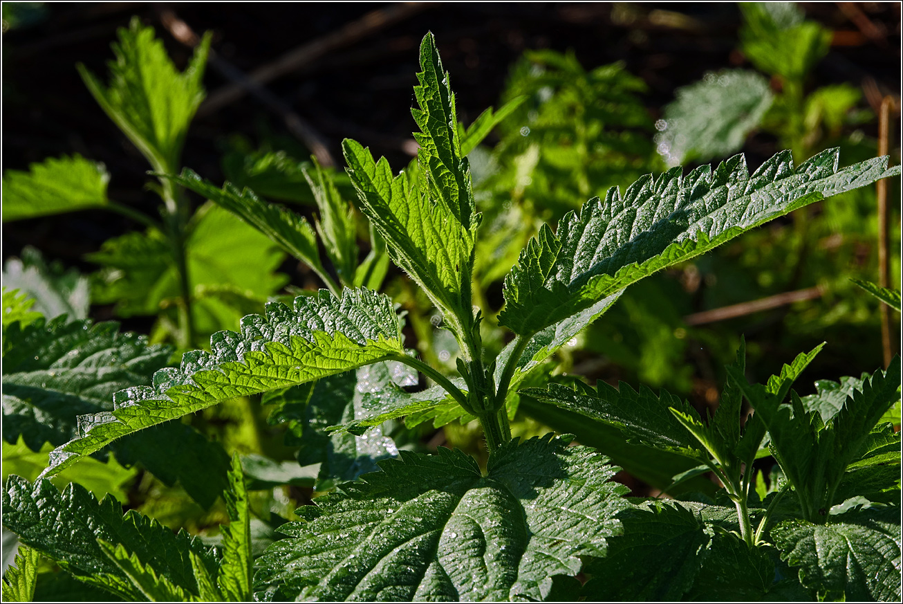 Image of Urtica dioica specimen.