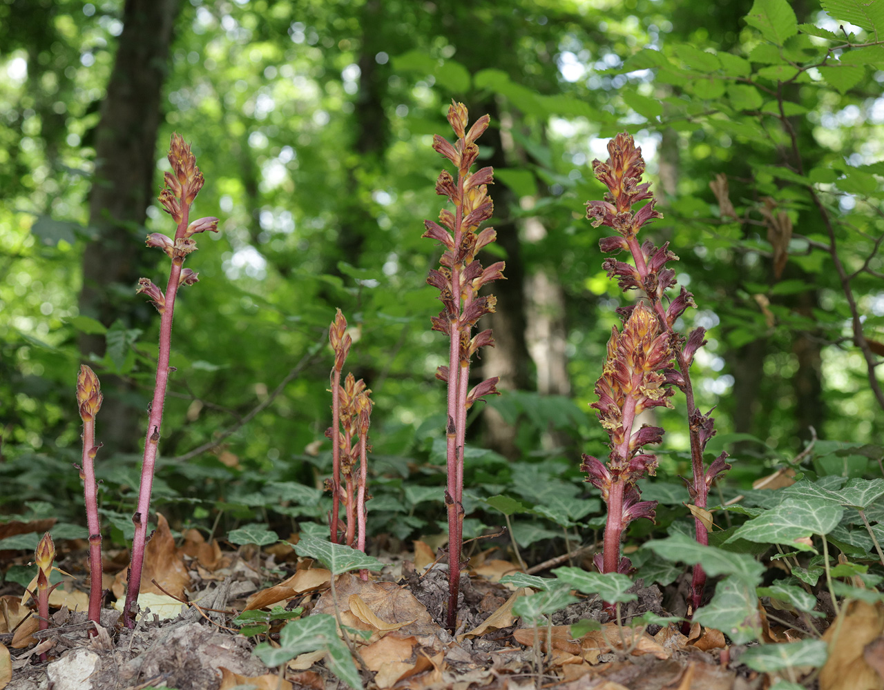 Изображение особи Orobanche laxissima.