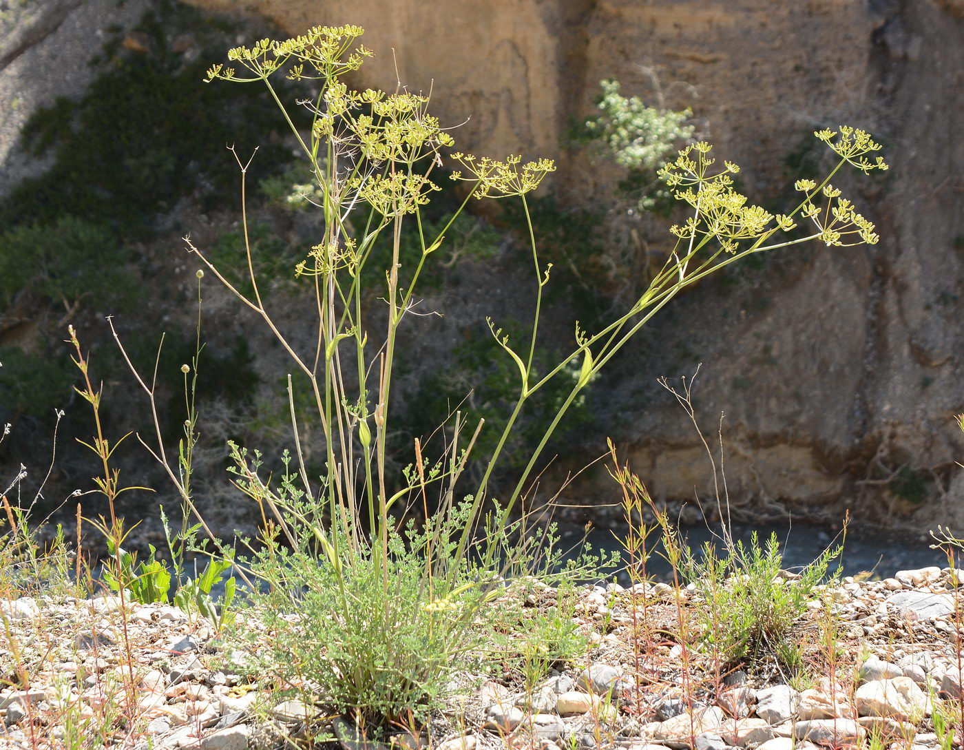 Image of Ferula transiliensis specimen.