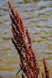 Rumex aquaticus. Верхушка соплодия. Московская обл., Пушкинский гор. округ, северо-восточное побережье Учинского водохранилища, у воды. 27.07.2024.