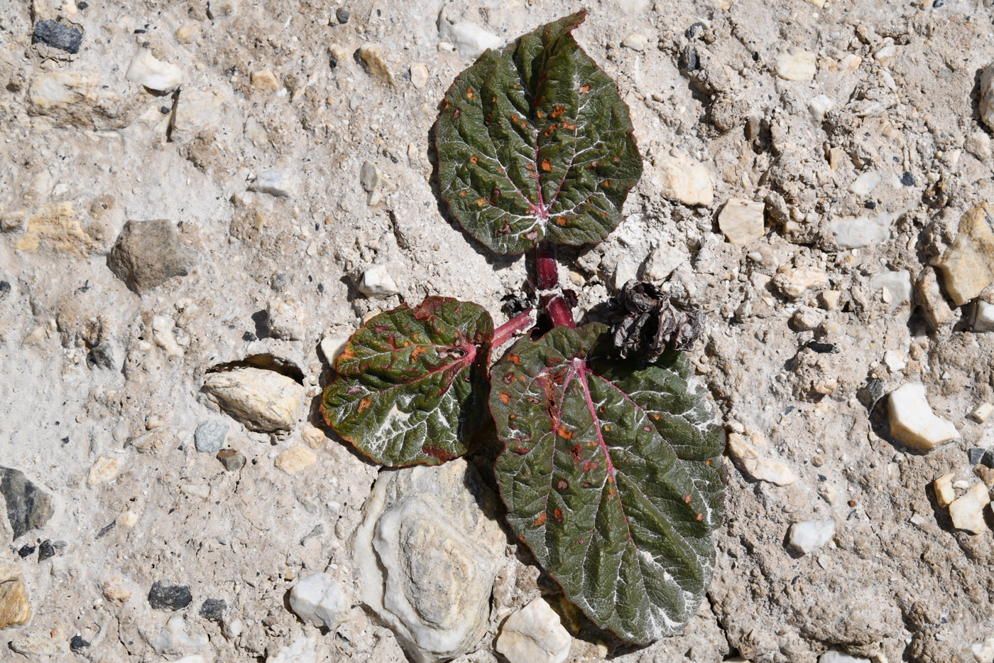 Image of Rheum spiciforme specimen.