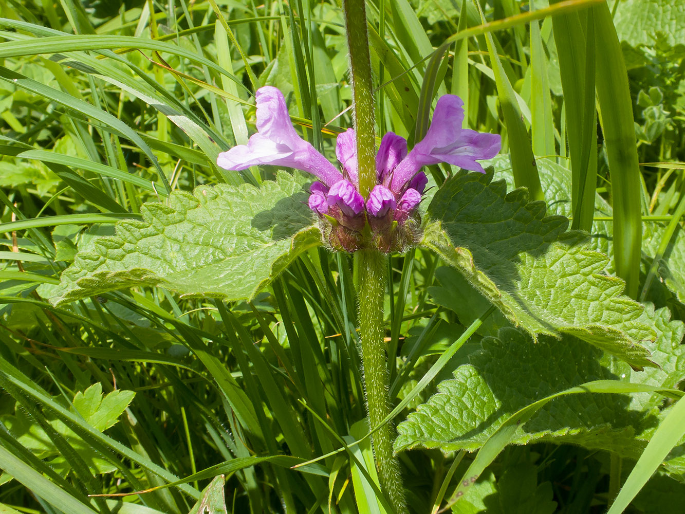 Image of Betonica macrantha specimen.