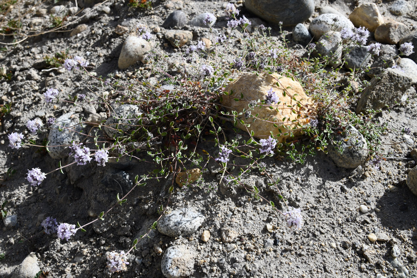 Image of Ziziphora pamiroalaica specimen.