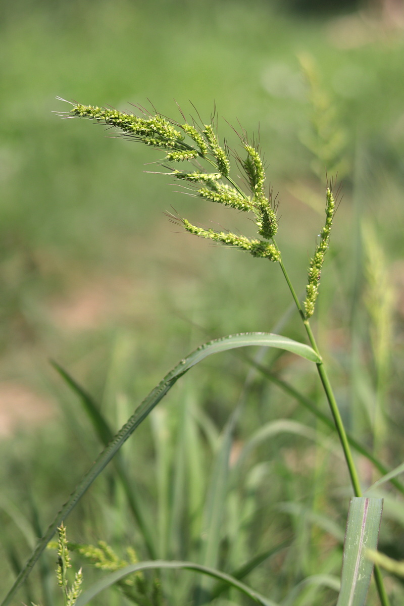 Изображение особи Echinochloa crus-galli.