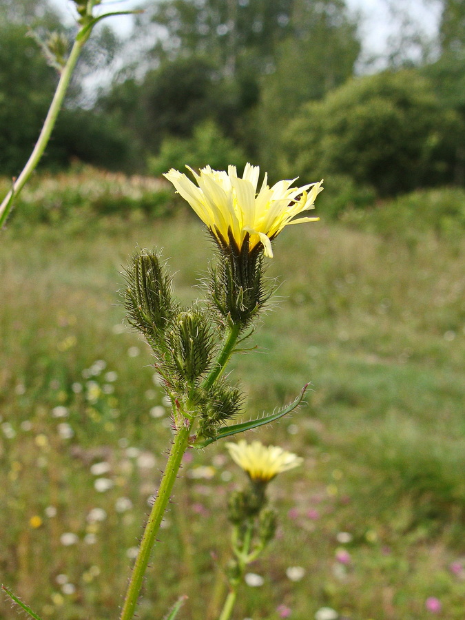 Image of Picris davurica specimen.