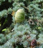 Cedrus atlantica. Часть веточки плодоносящего растения с прошлогодней шишкой. ФРГ, земля Баден-Вюртемберг, г. Баден-Баден. Июль.