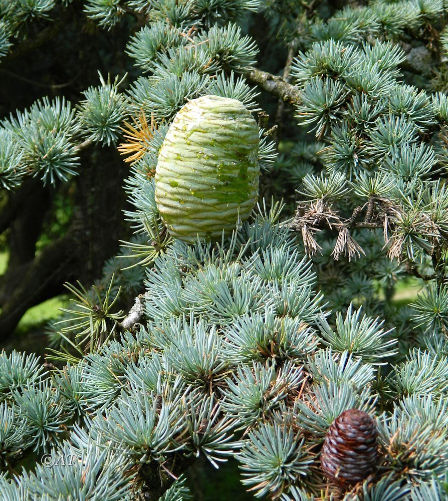 Image of Cedrus atlantica specimen.