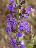 Salvia nemorosa. Часть соцветия. Крым, Южный Берег, окр. пос. Лесной, луг. 26.05.2024.