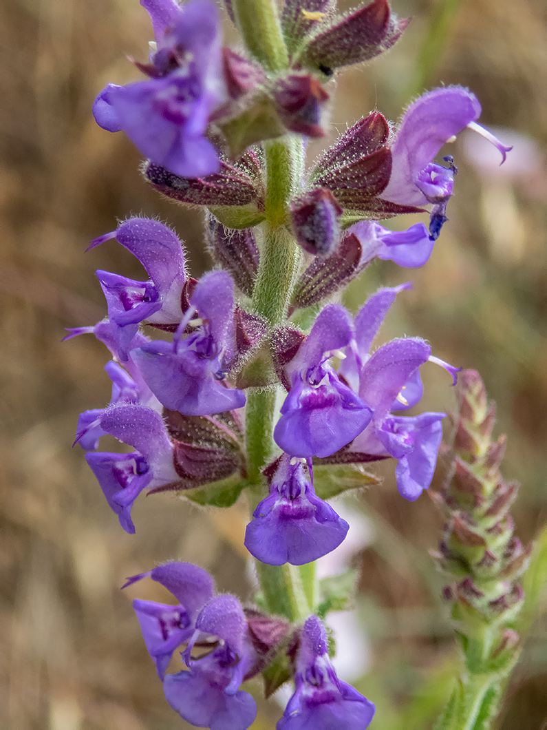 Изображение особи Salvia nemorosa.