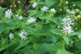 Asperula caucasica