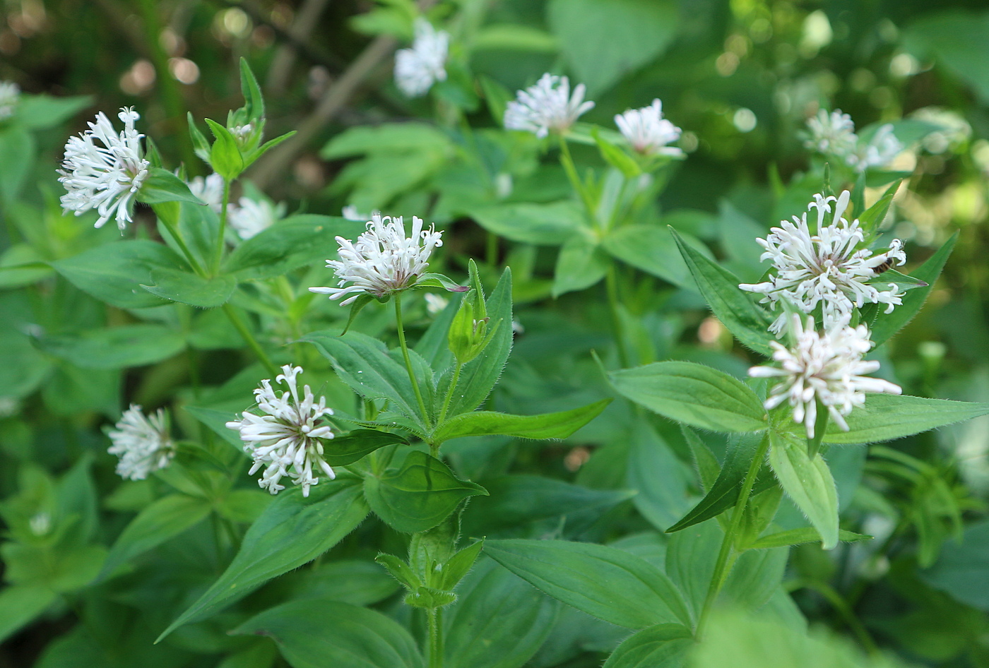 Image of Asperula caucasica specimen.