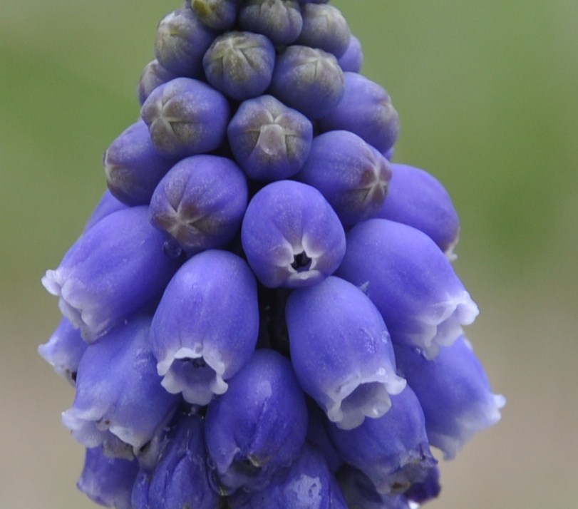 Image of Muscari armeniacum specimen.