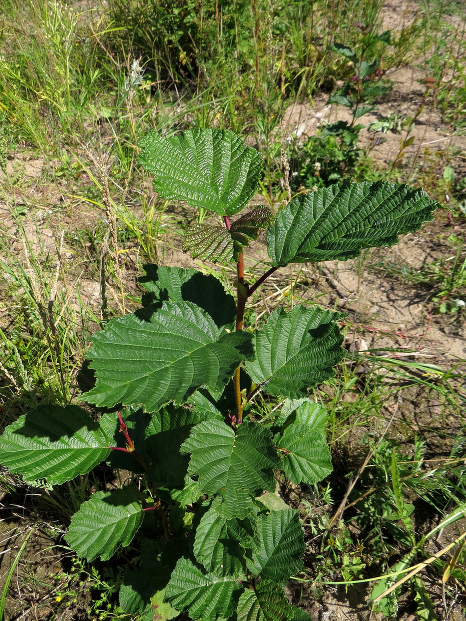 Изображение особи Alnus hirsuta.