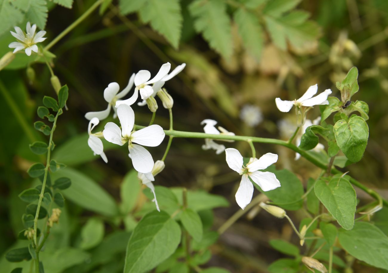 Image of Hesperis voronovii specimen.