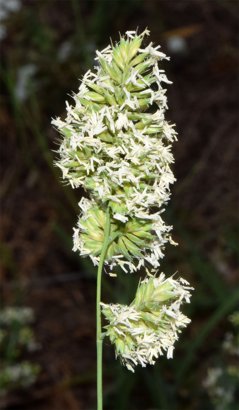 Image of Dactylis glomerata specimen.