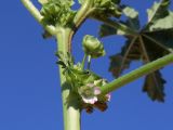 Malva parviflora