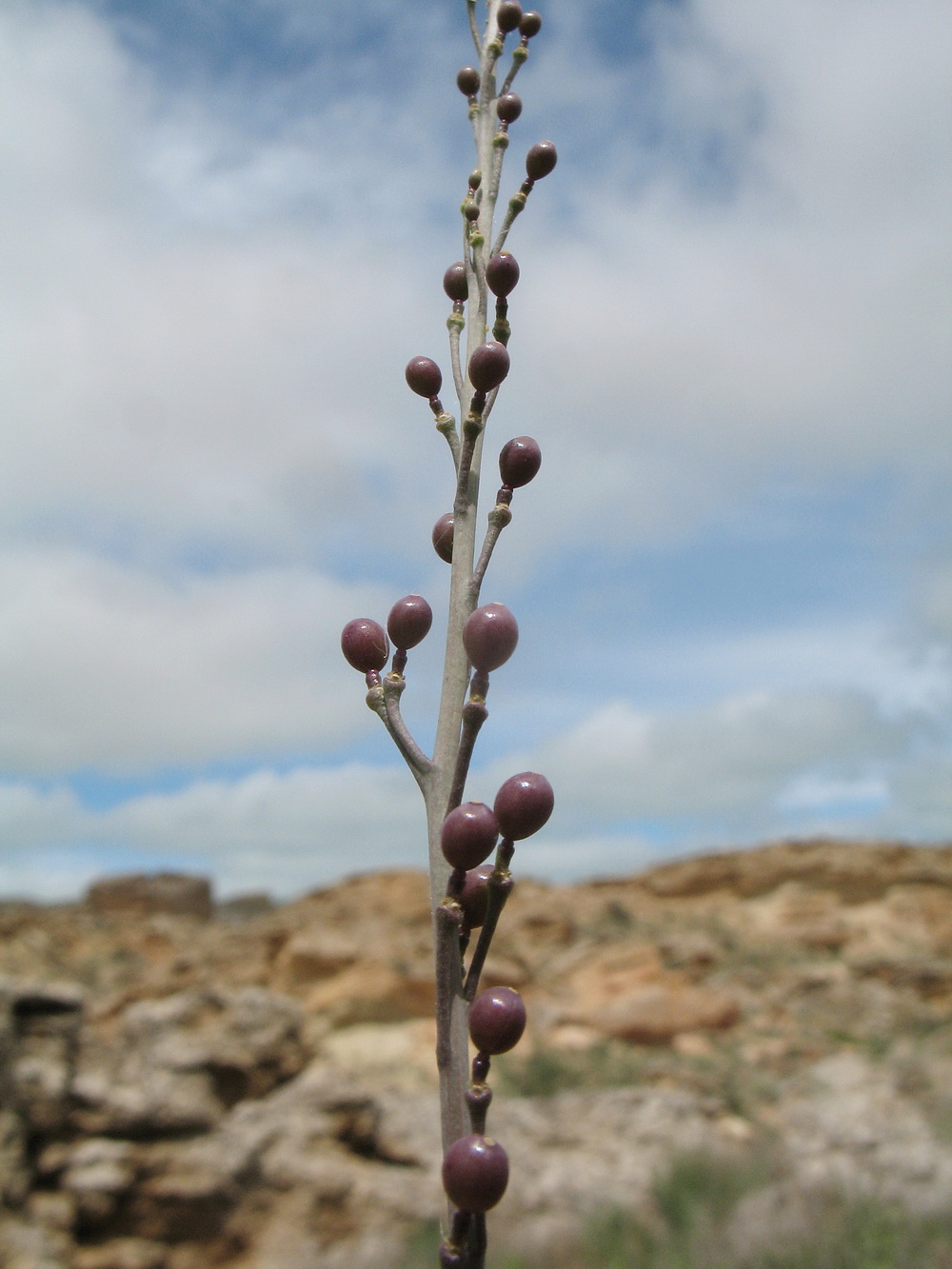 Image of Crambe edentula specimen.