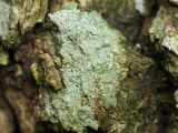 genus Lecanora. Таллом с апотециями. ДНР., г. Донецк, левый склон балки Бирючья, лесное насаждение, на стволе дуба (Quercus robur). 26.01.2025.