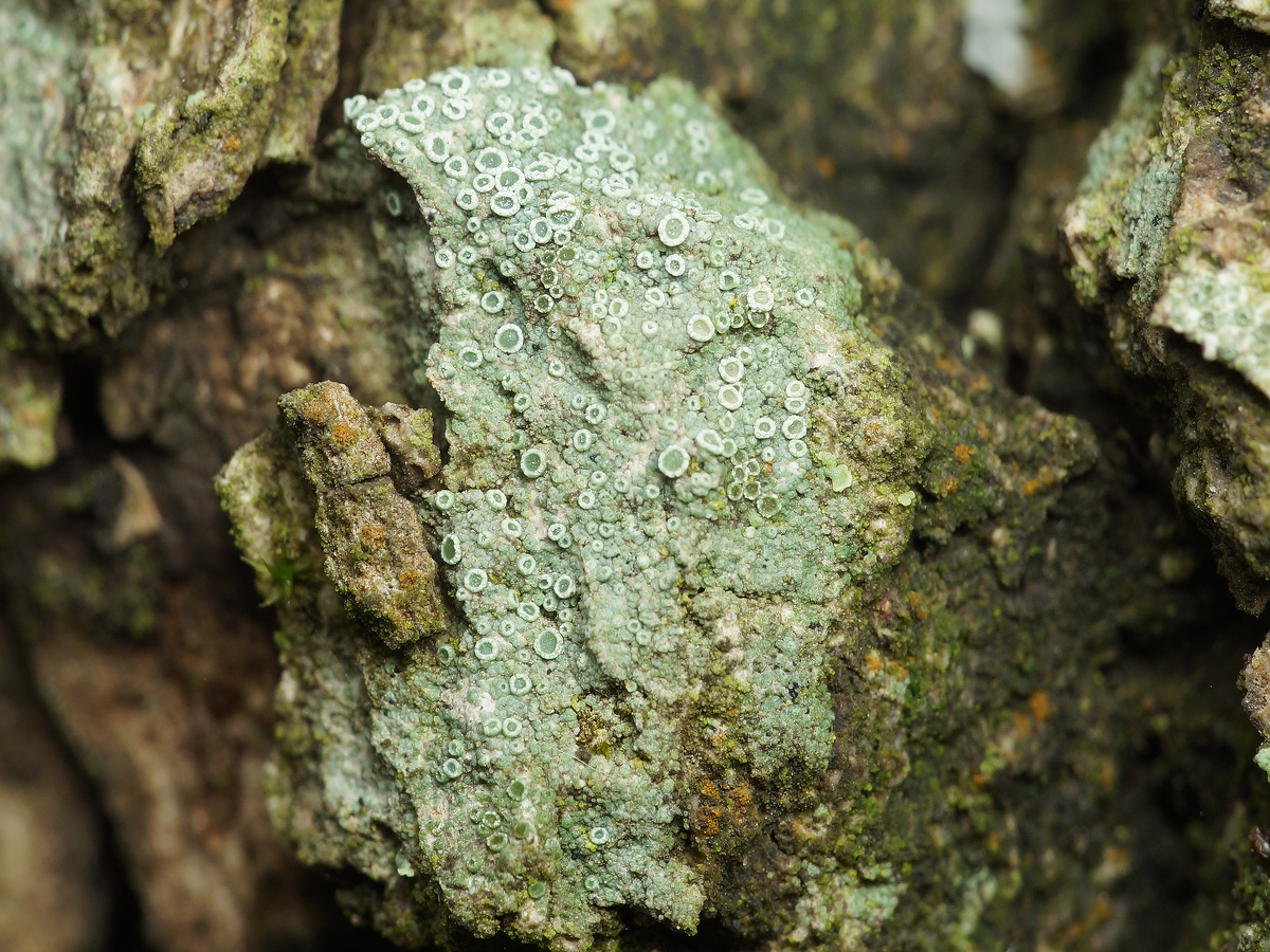 Image of genus Lecanora specimen.