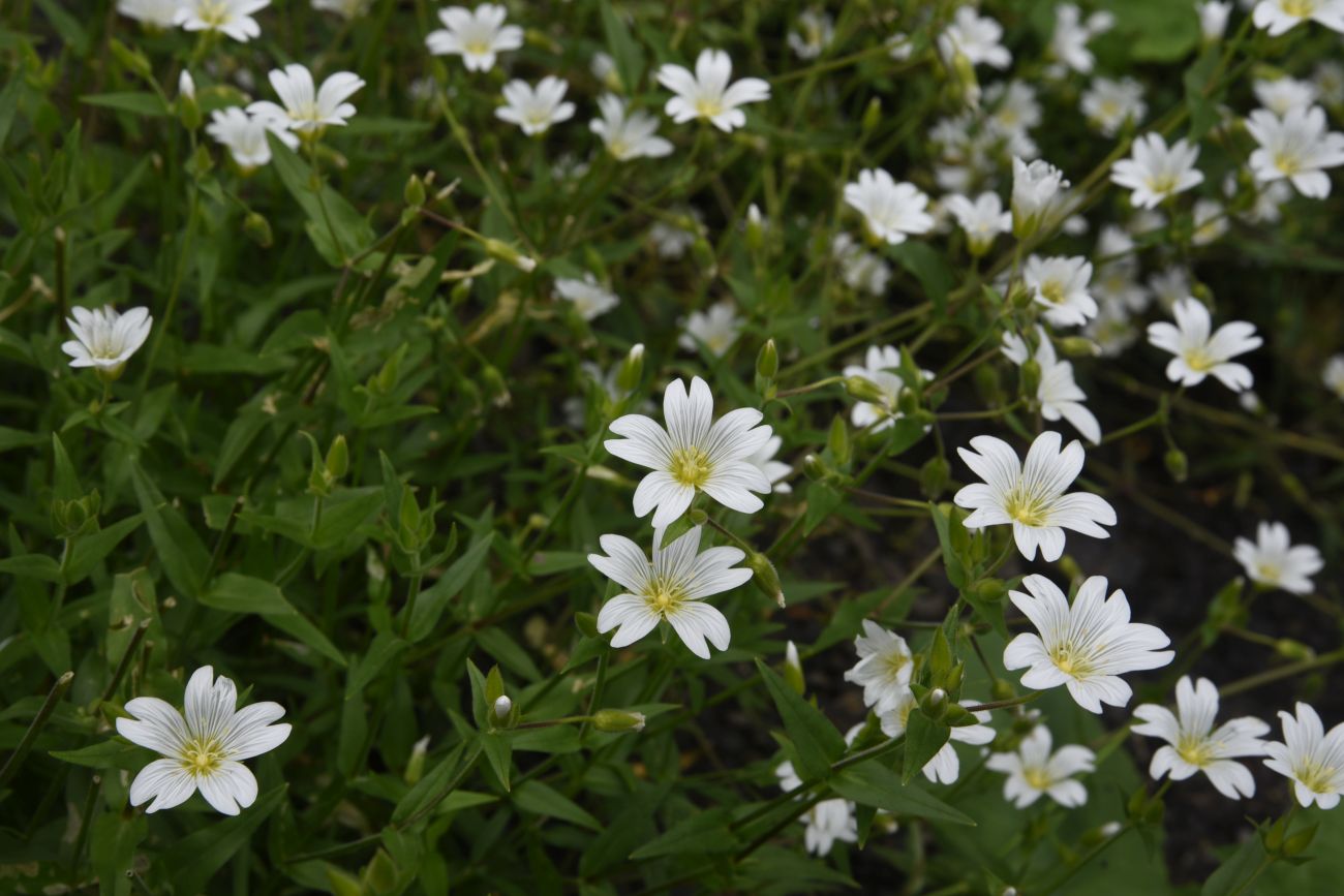 Image of familia Caryophyllaceae specimen.