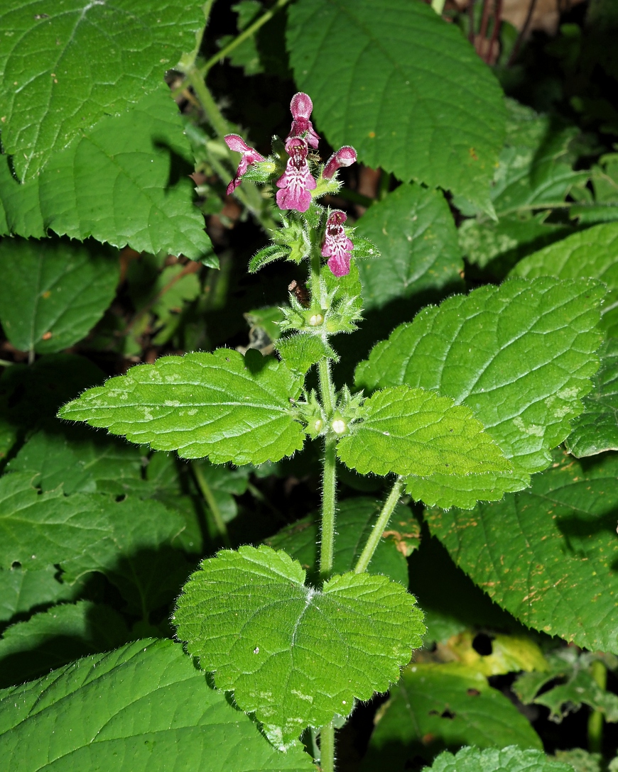 Image of Stachys sylvatica specimen.