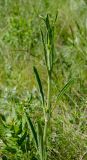 unknown species. Верхушка вегетирующего побега. Оренбургская обл., Кувандыкский муниципальный округ, степь. 28 мая 2024 г.