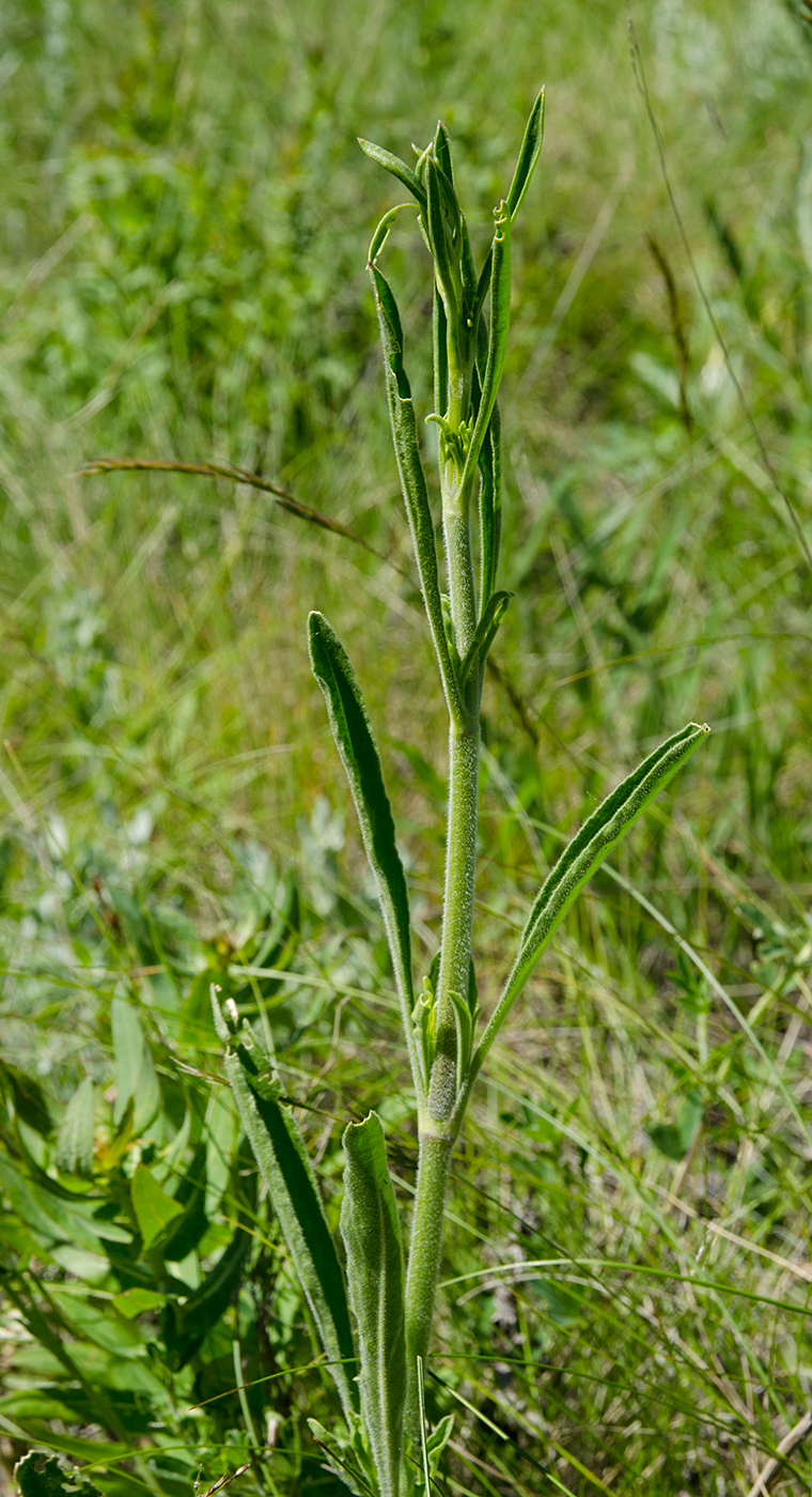 Image of genus Silene specimen.