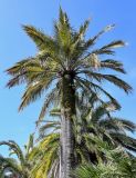 View full-size image Jubaea chilensis