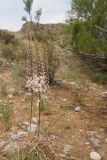 View full-size image Eremurus olgae