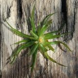 View full-size image Stratiotes aloides