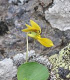 View full-size image Viola caucasica