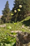 View full-size image Valeriana alliariifolia